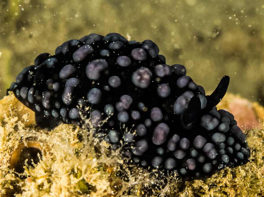Phyllidiella nigra